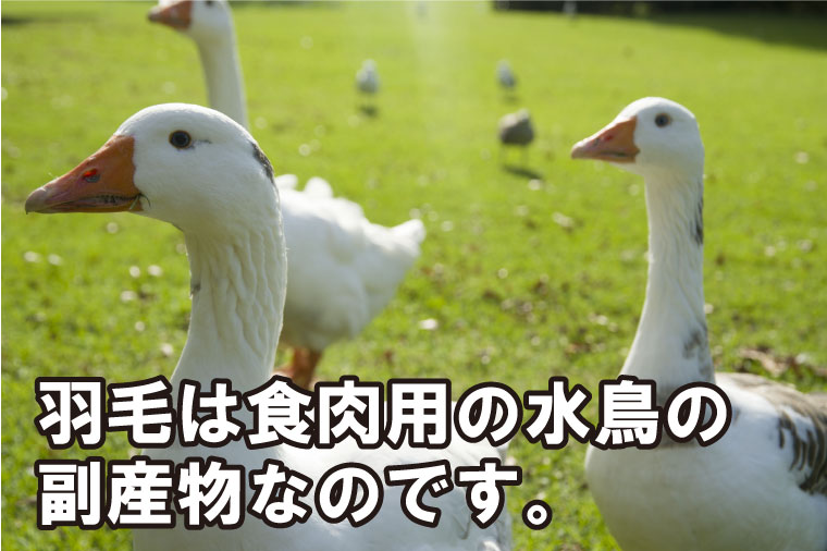 羽毛は食肉用の水鳥の副産物なのです。