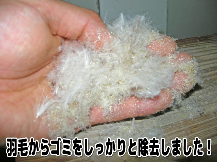 羽毛からゴミをしっかりと除去しました